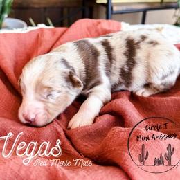 Vegas - Red merle male Miniature Australian Shepherd puppy in Apache Junction, Arizona from Circle T Mini Aussies