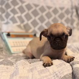 Surf - Fawn male Pug puppy in Smiths Station, Alabama from Magnolia Pugs