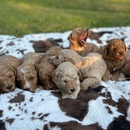 Aussiedoodles and Goldendoodles from Bar W Doodles