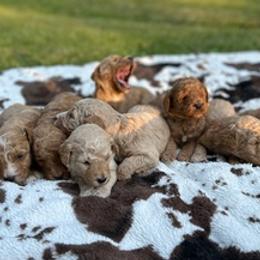 Aussiedoodles and Goldendoodles from Bar W Doodles
