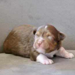 ELLE - Red tri-color female Miniature American Shepherd puppy in Bixby, Oklahoma from Roeboat Aussies