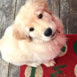 Golden Retriever Puppies from OPK GOLDENS
