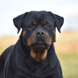 WESELKA - Rottweiler