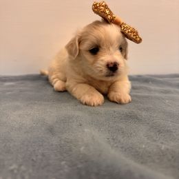 Luna - White female Havanese puppy in Weeki Wachee, Florida from Fluffy Paws Puppies