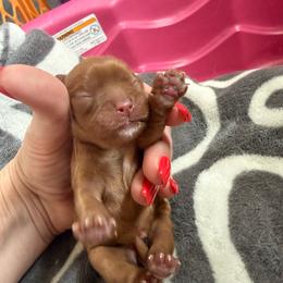 Diana - Ruby female Cavalier King Charles Spaniel puppy in Oxford, Ohio from Wilson Park Cavaliers
