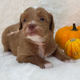 Kristin Baxter - Apricot female Goldendoodle puppy in Casselberry, Florida from My Little Doodle