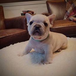 Boy 2 - Cream French Bulldog puppy in Frankenmuth, Michigan from Michigan fresh Coast Frenchies