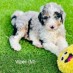 Assorted Doodle Crosses, Aussiedoodle, Australian Mountain Doodle, and Bernedoodle Puppies from North 40 Doodles