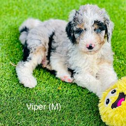 Assorted Doodle Crosses, Aussiedoodle, Australian Mountain Doodle, and Bernedoodle Puppies from North 40 Doodles