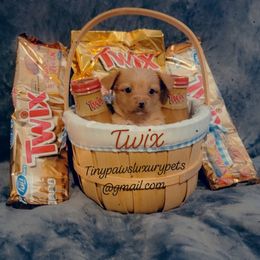 Biewer Terrier, Poodle, and Yorkshire Terrier Puppies from Tiny Paws Luxury Pets