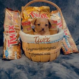Biewer Terrier, Poodle, and Yorkshire Terrier Puppies from Tiny Paws Luxury Pets