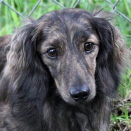 Jon  - Dachshund