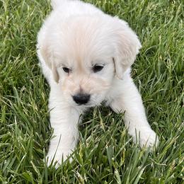 Golden Retriever Puppies from Golden’s of Remington Fields