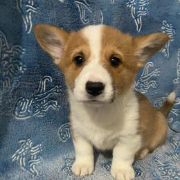 Teal - Red female Pembroke Welsh Corgi puppy in Beulaville, North Carolina from Windy Acres Pembroke Welsh