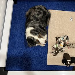 Golden Retriever, Miniature American Shepherd, and Siberian Husky Puppies from HuskiesAndGoldensWithFinesse