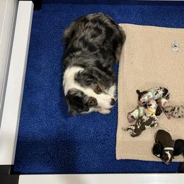 Golden Retriever, Miniature American Shepherd, and Siberian Husky Puppies from HuskiesAndGoldensWithFinesse