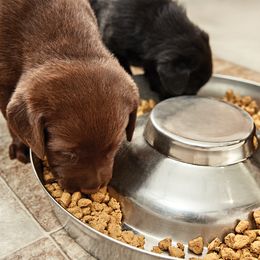 Labrador Retriever Puppies from Silver State Service Dogs, LLC