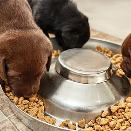 Labrador Retriever Puppies from Silver State Service Dogs, LLC