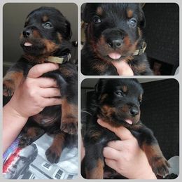 Rottweiler Puppies from Panhandle Rottweilers