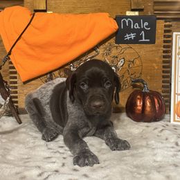 Male 1 - Liver roan male German Shorthaired Pointer puppy in Kathleen, Florida from Alex Yates GSP's