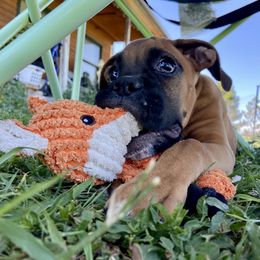 Boxer Puppies from Red Rock Boxers