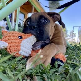 Boxer Puppies from Red Rock Boxers