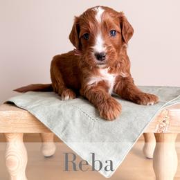 Reba - Red  female Goldendoodle puppy in Melba, Idaho from KZ Doodles