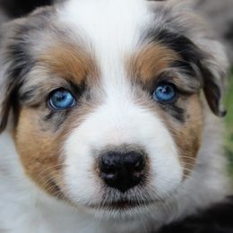 Australian Shepherd Puppies from Frying Pan Ranch Australian Shepherds
