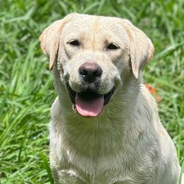 Paisley - Labrador Retriever