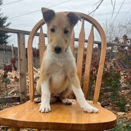 Pumpkin - Sable female Collie puppy in Provo, Utah from Cor Collies