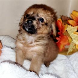 Layla - Fawn female Companion Cross puppy in Garvin, Oklahoma from Hochatown Awesome Aussies