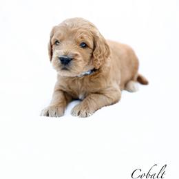Cobalt - Red  male Goldendoodle puppy in Boise, Idaho from Goldendoodle Baby