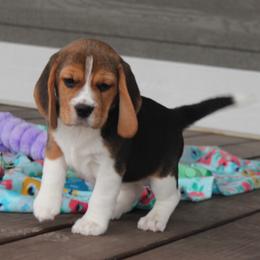 Mattie - Black tan and white female Beagle puppy in Morrill, Kansas from Kelle Beagles