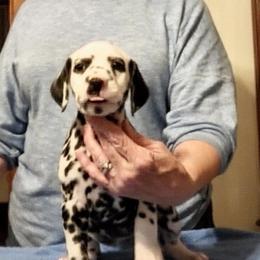 Orange collar - Cosmo - White and black female Dalmatian puppy in Hagerstown, Maryland from Stagecoach Dalmatians