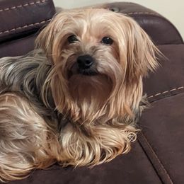 Yorkshire Terriers from Puppies in the Grove
