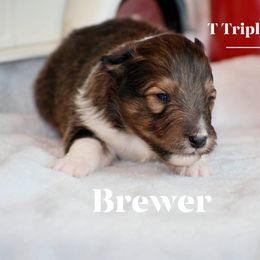 Brewer - Sable and white male Shetland Sheepdog puppy in Gladbrook, Iowa from T Triple C Shelties