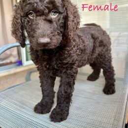 Mocha - Goldendoodle puppy from Wizard Doodles
