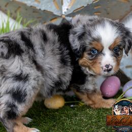 Cirrus - Blue merle male Miniature American Shepherd puppy in Granbury, Texas from Best Little Aussies