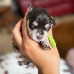 Yellow collar - Liver female Miniature Schnauzer puppy in Brownwood, Texas from Texas Dreams Mini Schnauzers