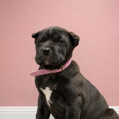 Molosser (Bully x) Puppies from Monumental Mastiffs