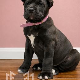 Molosser (Bully x) Puppies from Monumental Mastiffs