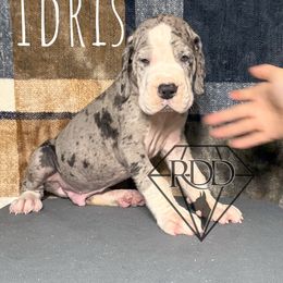 Idris - Mantle merle Great Dane puppy in Huntsville, Alabama from Rough Diamond Danes