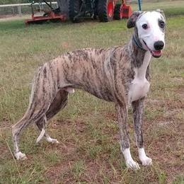 Whippets from Merakiwhippets