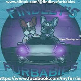 Boston Terriers and French Bulldogs from Findley’s Furbabies