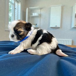 AKC-Bolt - Tricolor male Shih Tzu puppy in Mooresville, North Carolina from Juji Shih Tzu