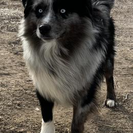 Ryder - Blue merle male Miniature Australian Shepherd puppy in Kim, Colorado from KNJ Aussies