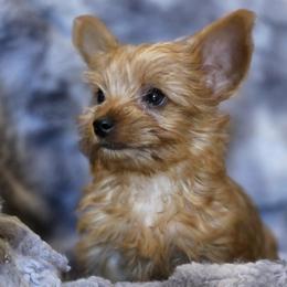 Boy 1 - Gold male Yorkshire Terrier puppy in Aiken, South Carolina from Yorkshires Yorkies