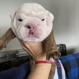 Boy 1 - Brindle male Bulldog puppy in Mount Airy, North Carolina from PrimeCut Bulldogs
