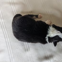Border Collie Puppies from Sarah M Kwilinski