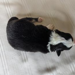 Border Collie Puppies from Sarah M Kwilinski